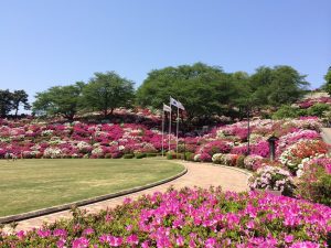 西山公園_2015-05-02 10.48.38